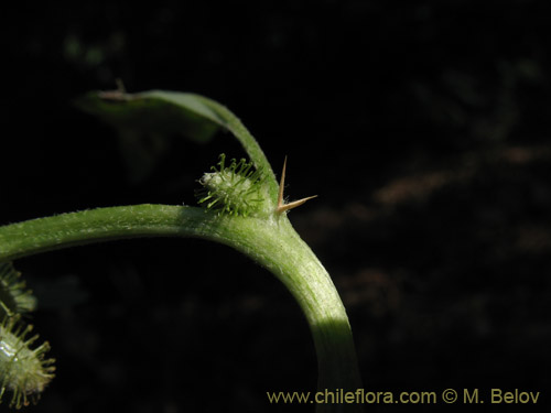 Bild von Xanthium sp. #1820 (). Klicken Sie, um den Ausschnitt zu vergrössern.