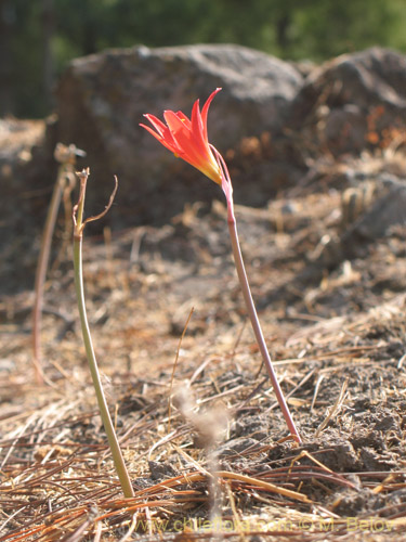 Bild von Rhodophiala pratensis (). Klicken Sie, um den Ausschnitt zu vergrössern.