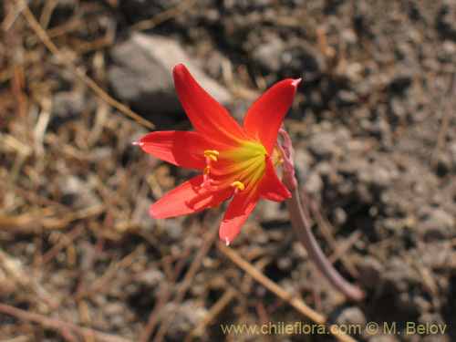 Bild von Rhodophiala pratensis (). Klicken Sie, um den Ausschnitt zu vergrössern.