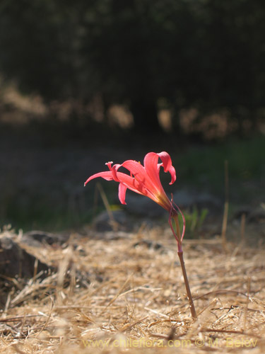 Bild von Rhodophiala pratensis (). Klicken Sie, um den Ausschnitt zu vergrössern.