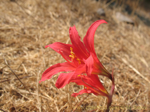 Image of Rhodophiala pratensis (). Click to enlarge parts of image.