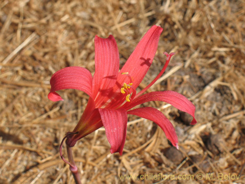 Image of Rhodophiala pratensis (). Click to enlarge parts of image.