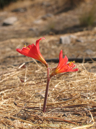 Фотография Rhodophiala pratensis (). Щелкните, чтобы увеличить вырез.