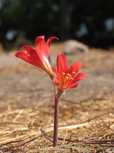 Фотография Rhodophiala pratensis (). Щелкните, чтобы увеличить вырез.