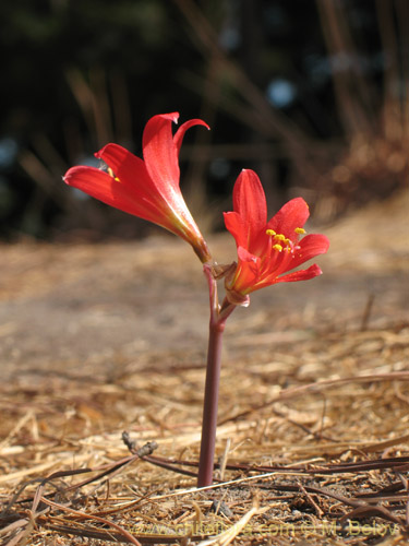 Bild von Rhodophiala pratensis (). Klicken Sie, um den Ausschnitt zu vergrössern.