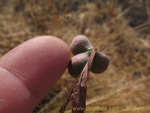 Фотография Rhodophiala pratensis (). Щелкните, чтобы увеличить вырез.