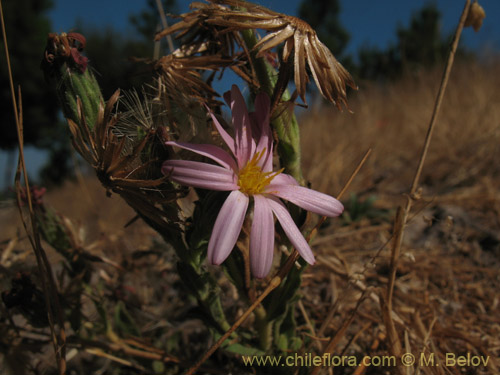Image of Erigeron gilliesii (). Click to enlarge parts of image.