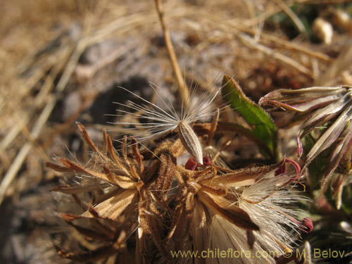 Bild von Erigeron gilliesii (). Klicken Sie, um den Ausschnitt zu vergrössern.