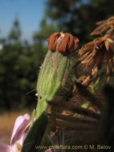 Bild von Erigeron gilliesii (). Klicken Sie, um den Ausschnitt zu vergrössern.