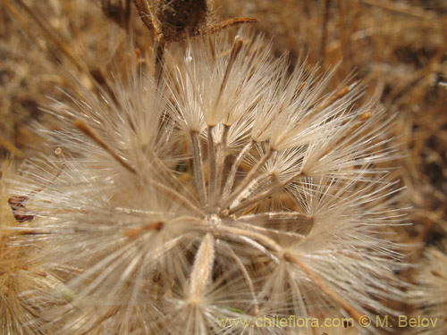 Erigeron gilliesiiの写真