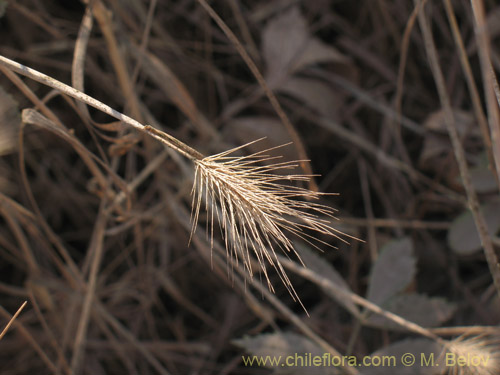 Bild von Hordeum sp. #1814 (). Klicken Sie, um den Ausschnitt zu vergrössern.