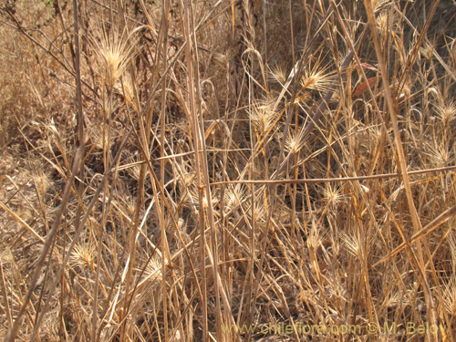 Hordeum sp. #1814の写真