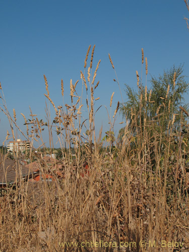 Imágen de Dactylis glomerata (). Haga un clic para aumentar parte de imágen.