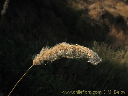 Poaceae sp. #2179の写真