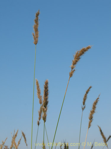 Imágen de Poaceae sp. #2179 (). Haga un clic para aumentar parte de imágen.