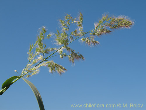 Imágen de Poaceae sp. #2179 (). Haga un clic para aumentar parte de imágen.