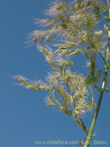 Poaceae sp. #2179的照片