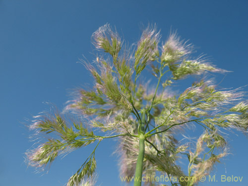 Poaceae sp. #2179의 사진