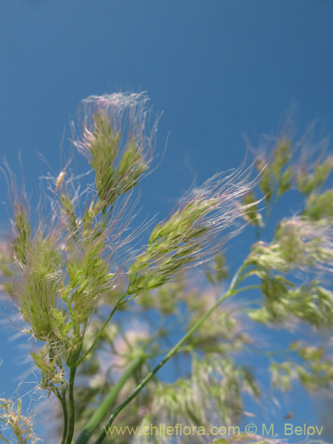 Poaceae sp. #2179의 사진