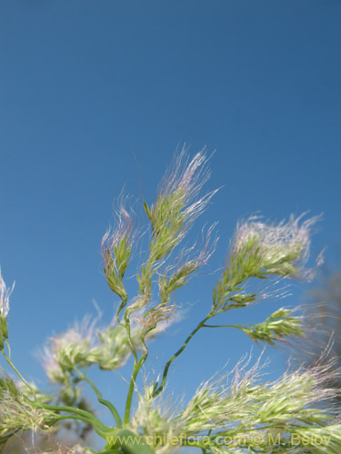 Poaceae sp. #2179の写真