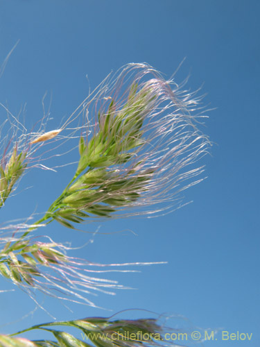 Poaceae sp. #2179の写真