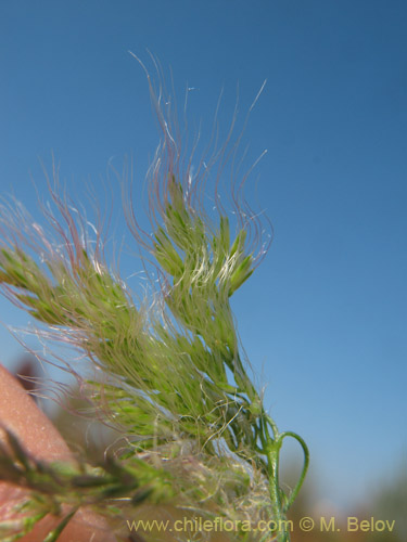 Poaceae sp. #2179の写真