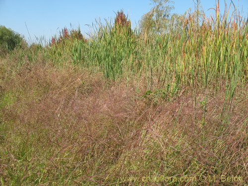 Imágen de Poaceae sp. #1828 (). Haga un clic para aumentar parte de imágen.