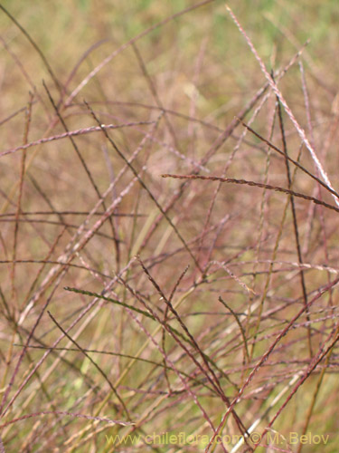 Poaceae sp. #1828의 사진