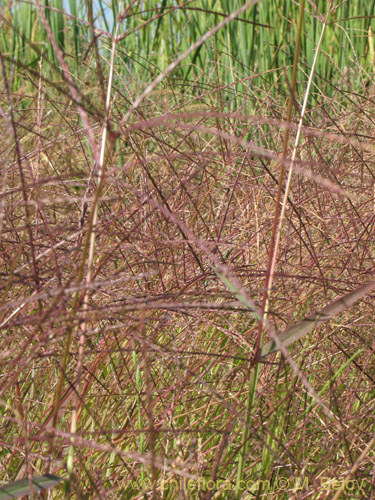 Imágen de Poaceae sp. #1828 (). Haga un clic para aumentar parte de imágen.