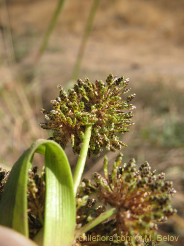 Image of Cyperus difformis (Cortadera / Lleivun). Click to enlarge parts of image.