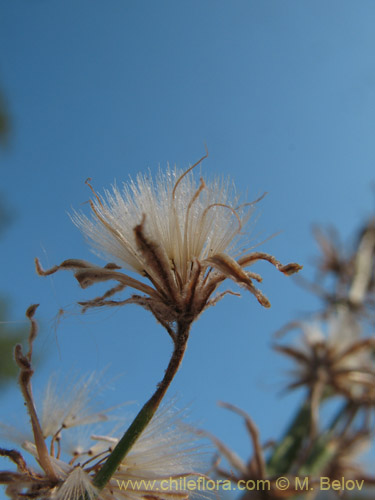 Asteraceae sp. #1829の写真