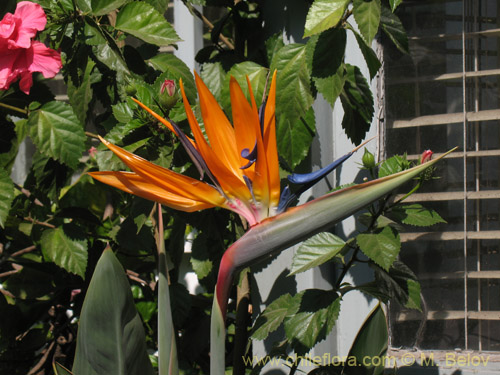 Фотография Strelitzia reginae (Ave del paraiso). Щелкните, чтобы увеличить вырез.