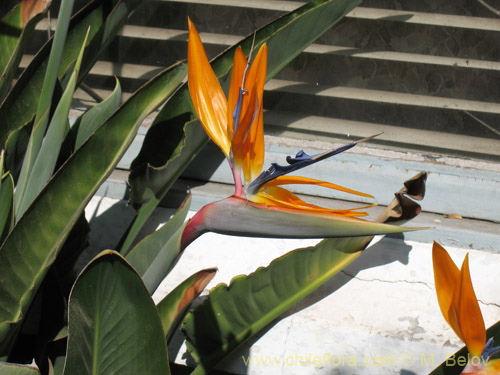 Image of Strelitzia reginae (Ave del paraiso). Click to enlarge parts of image.