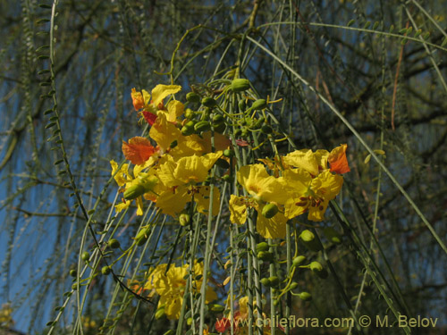 Imágen de Parkinsonia aculeata (Cina-cina / Parquinsonia / Espina de Jerusalem / Palo verde). Haga un clic para aumentar parte de imágen.