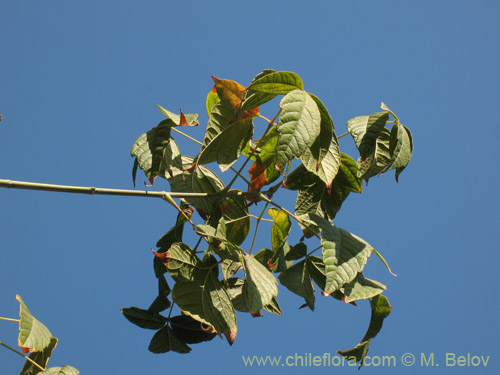 Image of Acer negundo (). Click to enlarge parts of image.