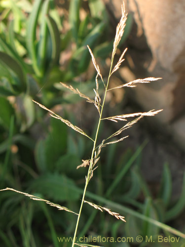 Poaceae sp. #3144的照片
