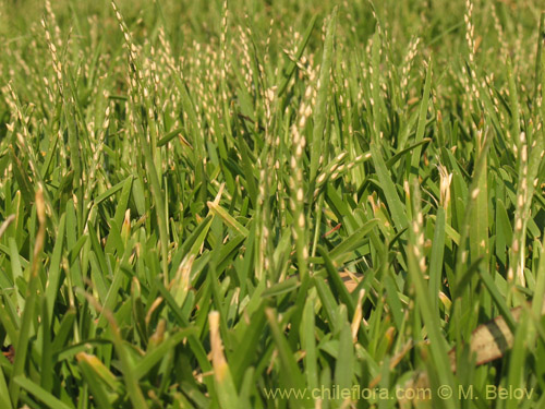 Imágen de Planta no identificada sp. #3145 (). Haga un clic para aumentar parte de imágen.