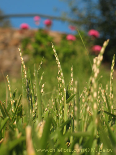 Image of Unidentified Plant sp. #3145 (). Click to enlarge parts of image.