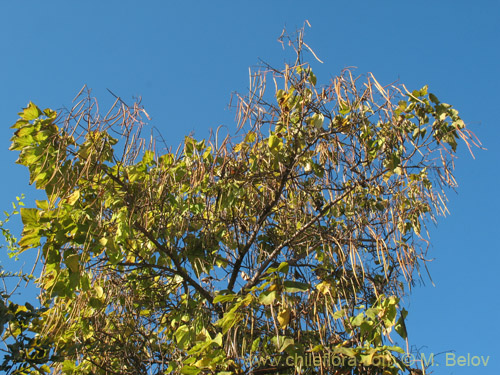 Imágen de Catalpa bignonioides (). Haga un clic para aumentar parte de imágen.