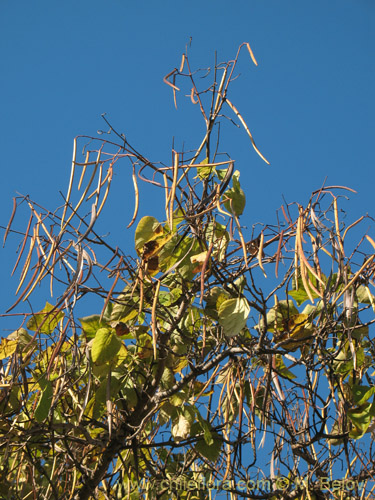 Bild von Catalpa bignonioides (). Klicken Sie, um den Ausschnitt zu vergrössern.