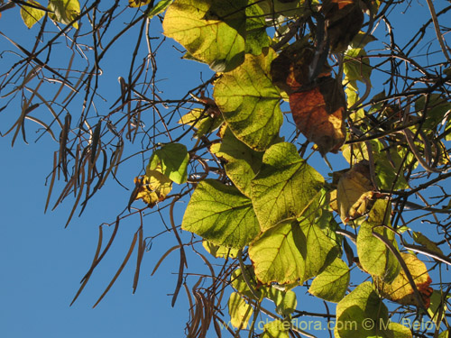 Bild von Catalpa bignonioides (). Klicken Sie, um den Ausschnitt zu vergrössern.