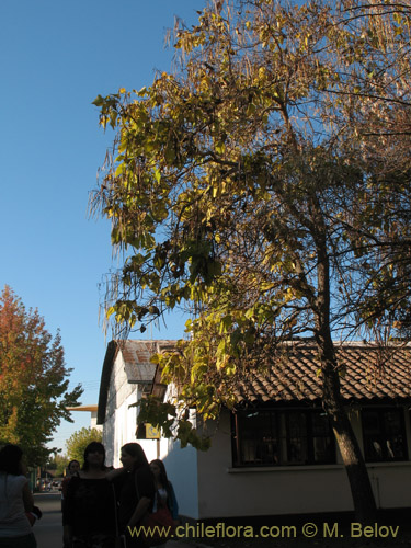 Imágen de Catalpa bignonioides (). Haga un clic para aumentar parte de imágen.