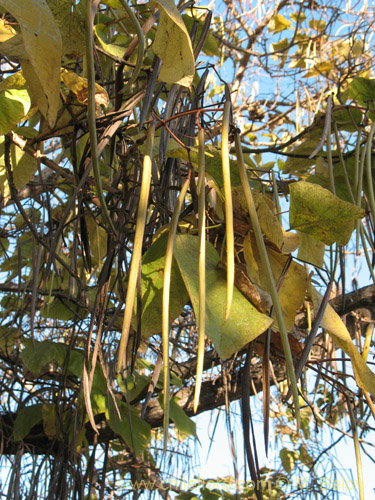 Bild von Catalpa bignonioides (). Klicken Sie, um den Ausschnitt zu vergrössern.