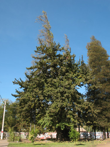 Фотография Quercus robur (). Щелкните, чтобы увеличить вырез.