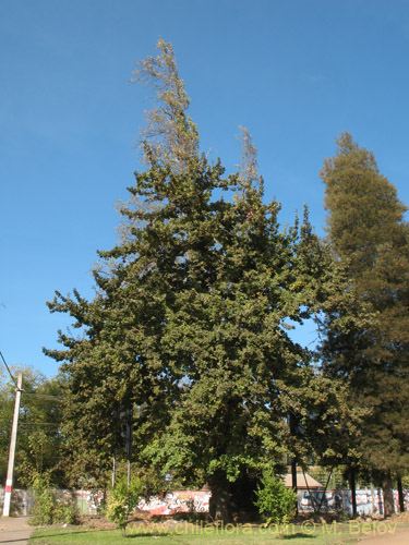 Bild von Quercus robur (). Klicken Sie, um den Ausschnitt zu vergrössern.