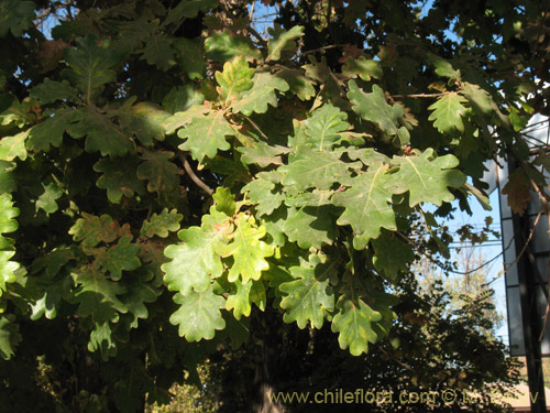Фотография Quercus robur (). Щелкните, чтобы увеличить вырез.