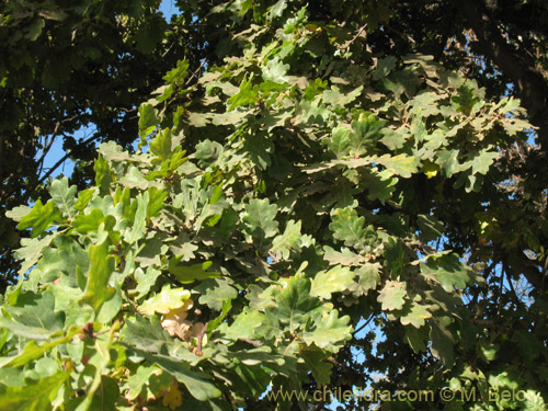 Bild von Quercus robur (). Klicken Sie, um den Ausschnitt zu vergrössern.