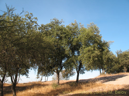 Imágen de Quercus ilex (). Haga un clic para aumentar parte de imágen.