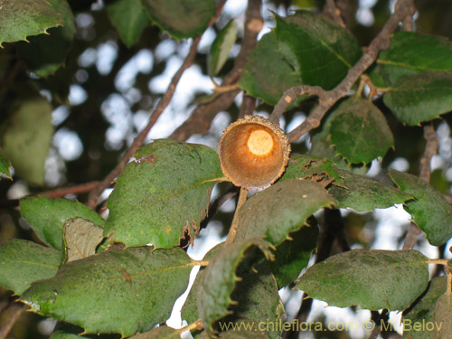 Bild von Quercus ilex (). Klicken Sie, um den Ausschnitt zu vergrössern.