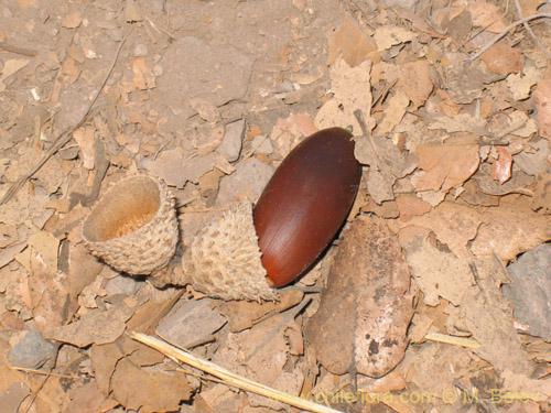 Image of Quercus ilex (). Click to enlarge parts of image.